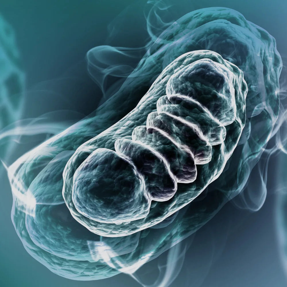 Synternals Mitochondria image