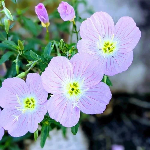 Can a simple flower unlock the power of skin hydration?